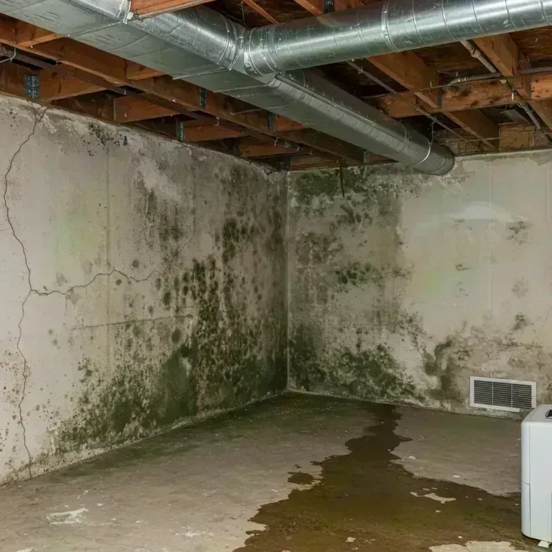 Professional Mold Removal in Hudson, MA